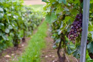 wim-torbeyns-QyAuwEVfbbY-unsplash